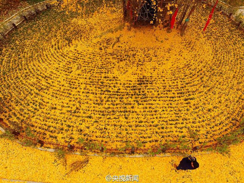 „Goldener Teppich“ aus Gingko-Blättern in Hanzhong