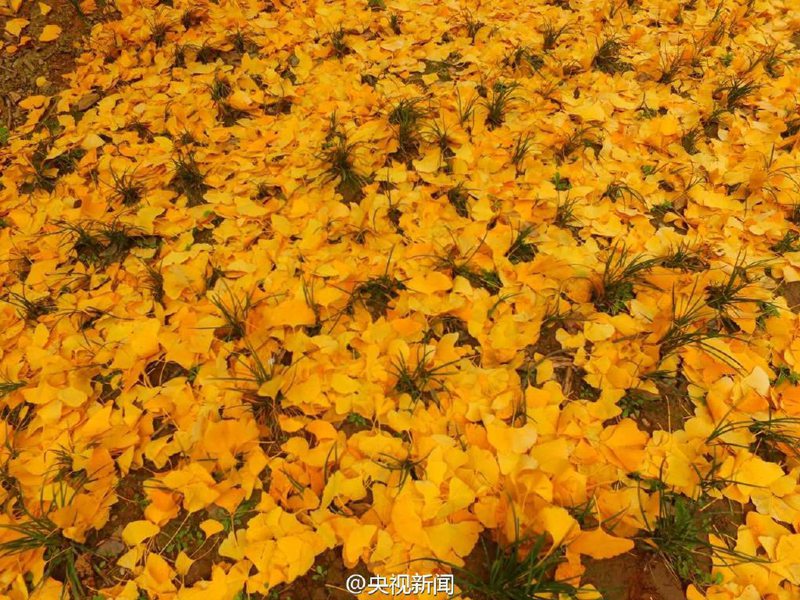 „Goldener Teppich“ aus Gingko-Blättern in Hanzhong