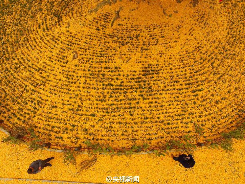 „Goldener Teppich“ aus Gingko-Blättern in Hanzhong