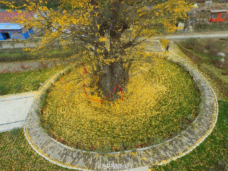 „Goldener Teppich“ aus Gingko-Blättern in Hanzhong