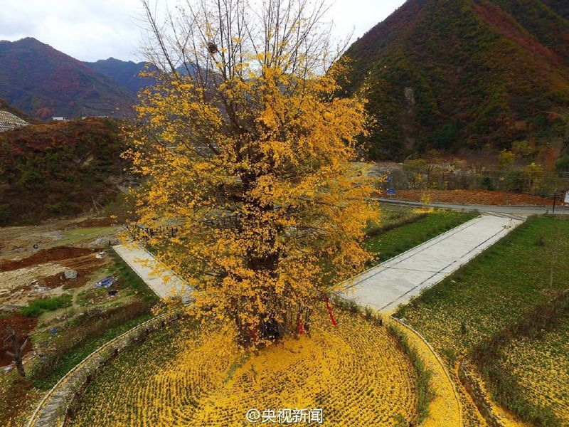 „Goldener Teppich“ aus Gingko-Blättern in Hanzhong