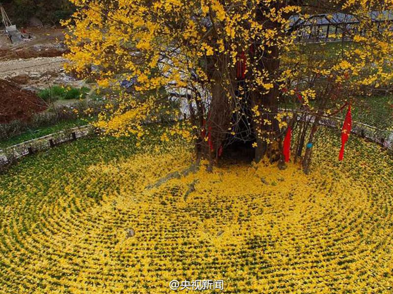 „Goldener Teppich“ aus Gingko-Blättern in Hanzhong