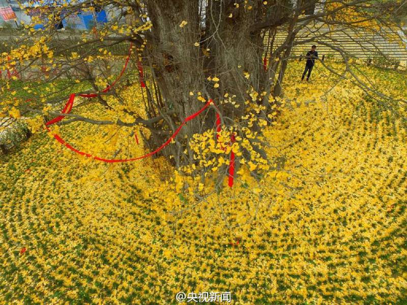 „Goldener Teppich“ aus Gingko-Blättern in Hanzhong