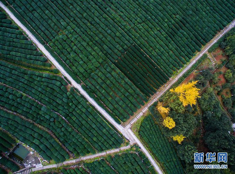 Farbiger Spätherbst in Hangzhou 