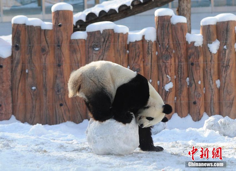 Panda-Winterfreuden in Jilin