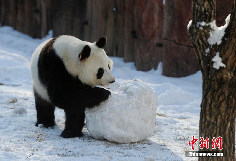 Panda-Winterfreuden in Jilin