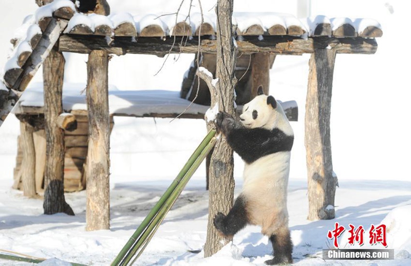 Panda-Winterfreuden in Jilin