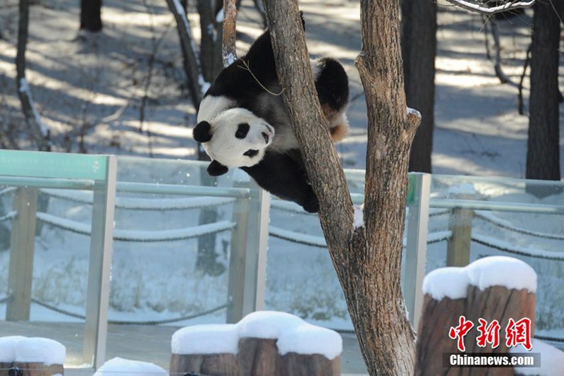 Panda-Winterfreuden in Jilin