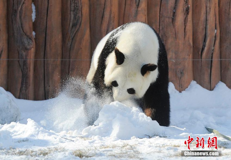 Panda-Winterfreuden in Jilin