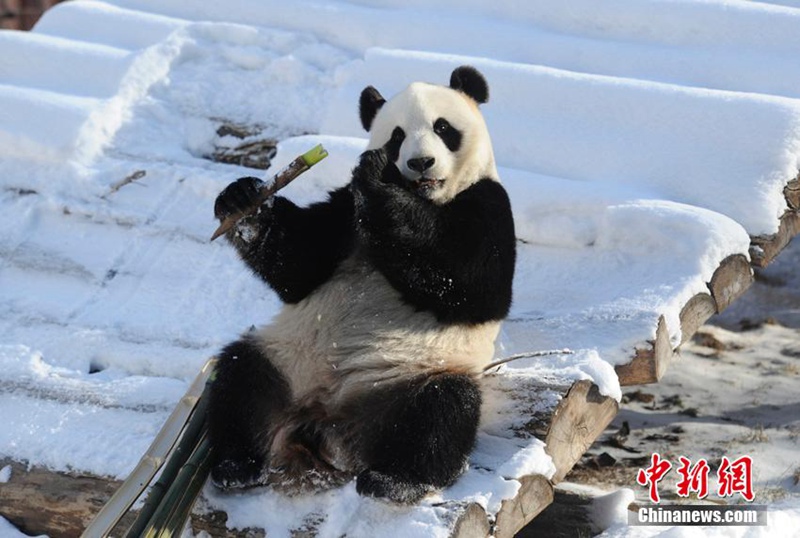 Panda-Winterfreuden in Jilin