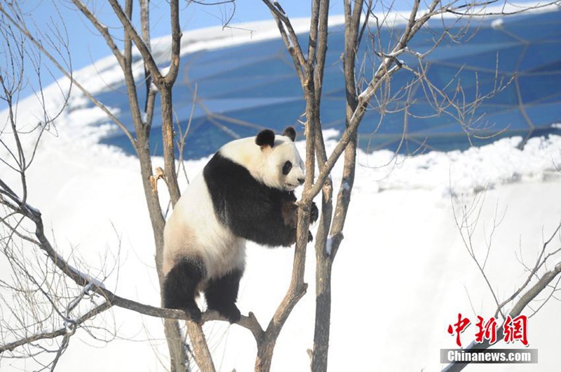 Panda-Winterfreuden in Jilin