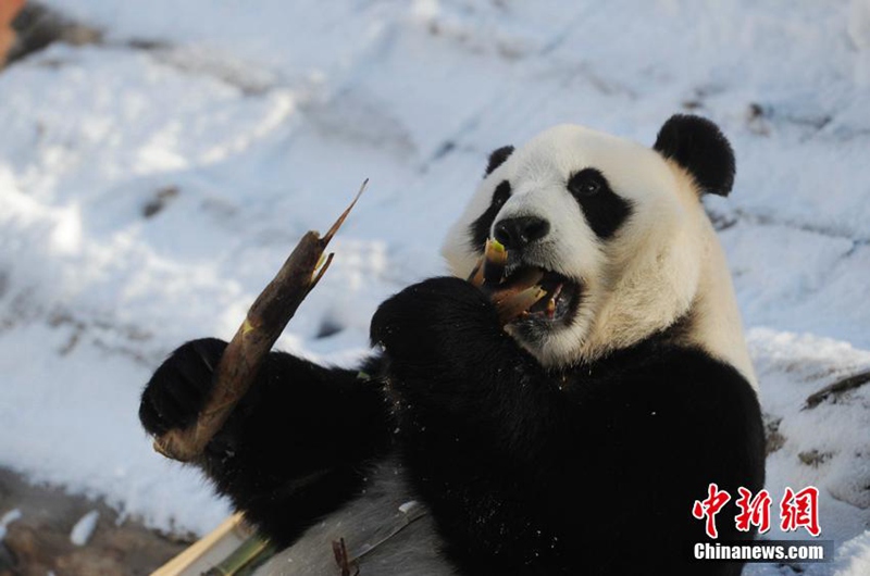 Panda-Winterfreuden in Jilin