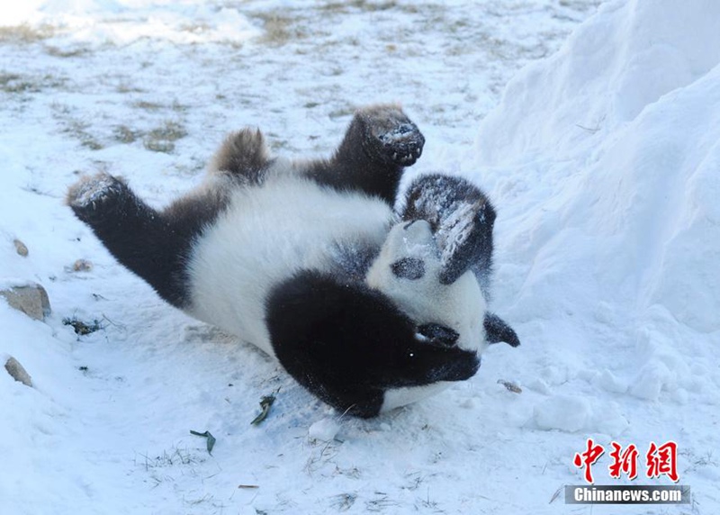 Panda-Winterfreuden in Jilin