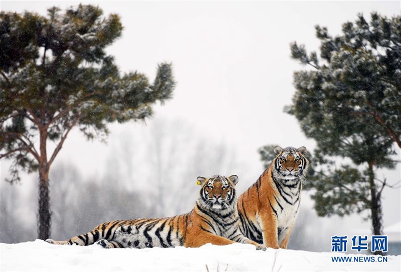 Sibirischer-Tiger-Park in Harbin feiert Zuchterfolg