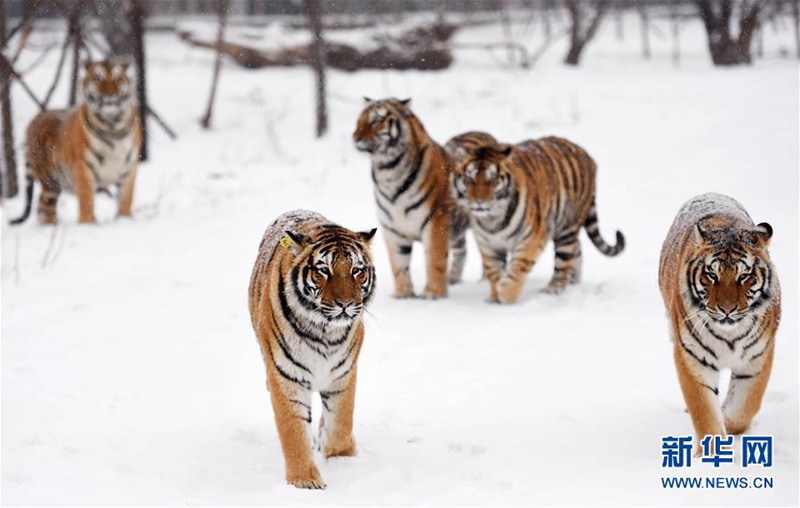 Sibirischer-Tiger-Park in Harbin feiert Zuchterfolg