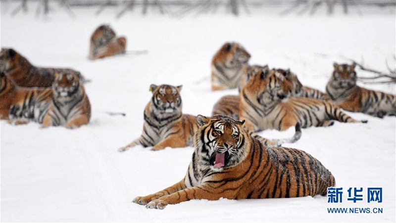 Sibirischer-Tiger-Park in Harbin feiert Zuchterfolg
