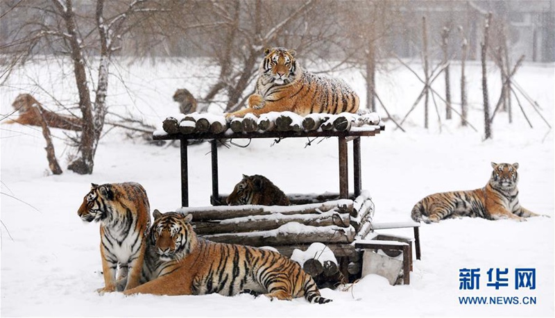 Sibirischer-Tiger-Park in Harbin feiert Zuchterfolg