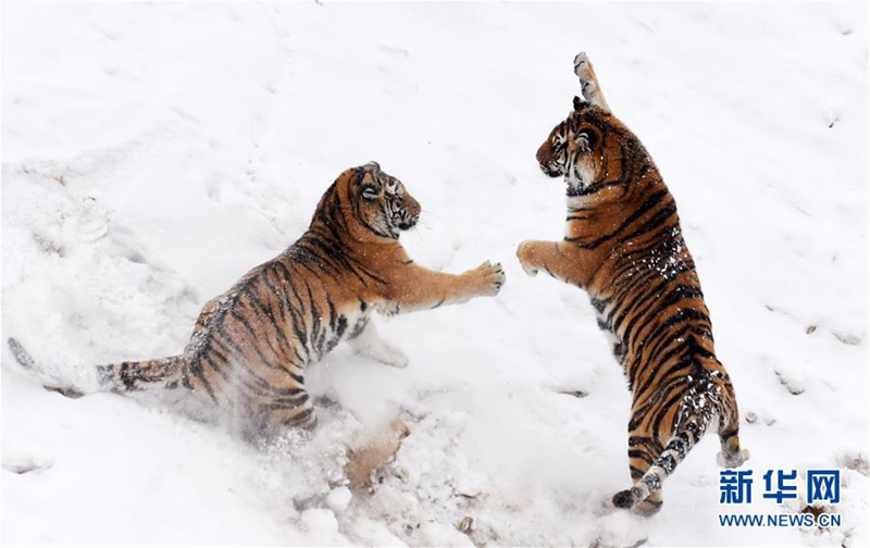 Sibirischer-Tiger-Park in Harbin feiert Zuchterfolg