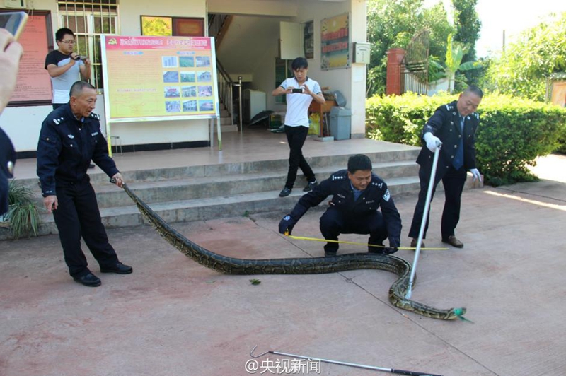 100-jährige Python in Yunnan entdeckt