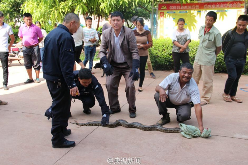 100-jährige Python in Yunnan entdeckt