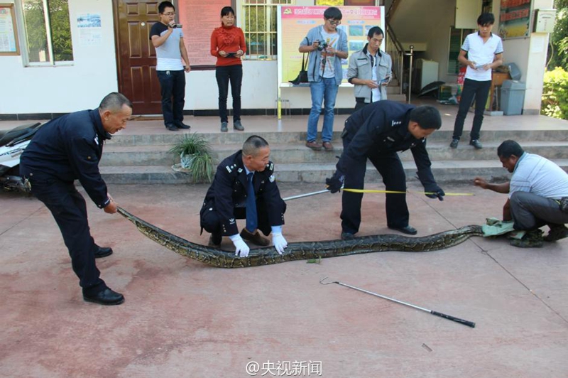 100-jährige Python in Yunnan entdeckt