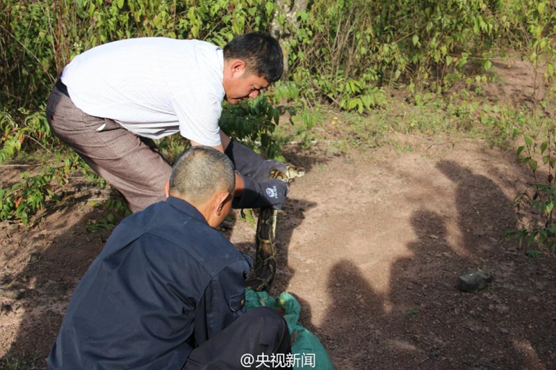 100-jährige Python in Yunnan entdeckt