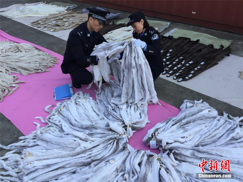 80.000 Pelze in Shanghai beschlagnahmt