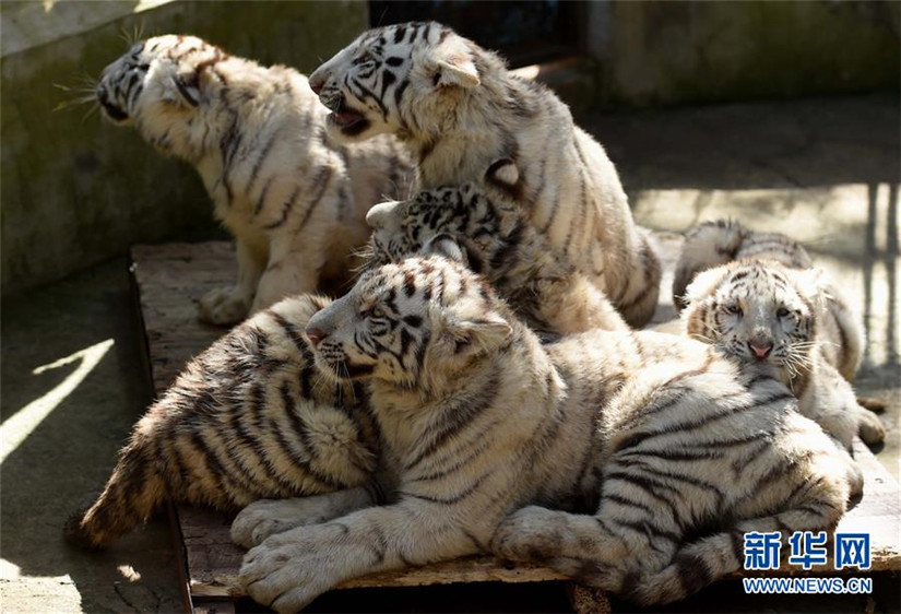 Weiße Tiger-Fünflinge in Kunming