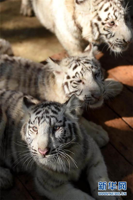 Weiße Tiger-Fünflinge in Kunming