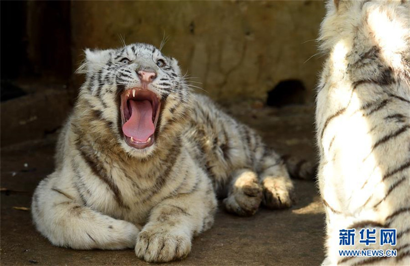 Weiße Tiger-Fünflinge in Kunming