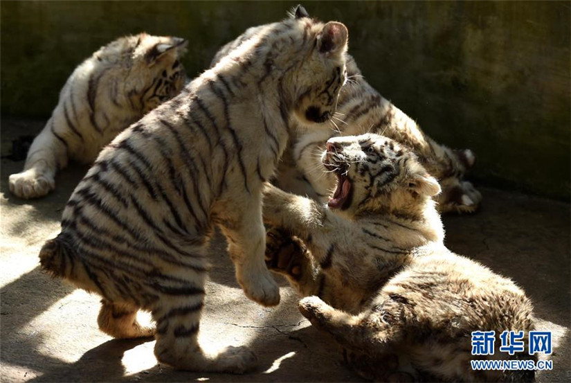 Weiße Tiger-Fünflinge in Kunming