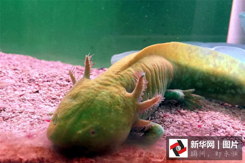 „Dinosaurier-Fische“ in Hubei