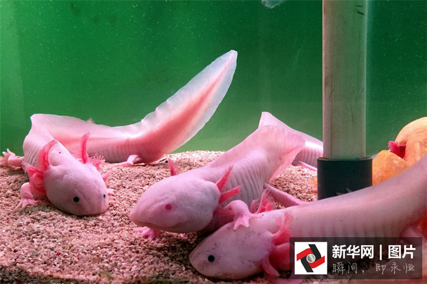„Dinosaurier-Fische“ in Hubei