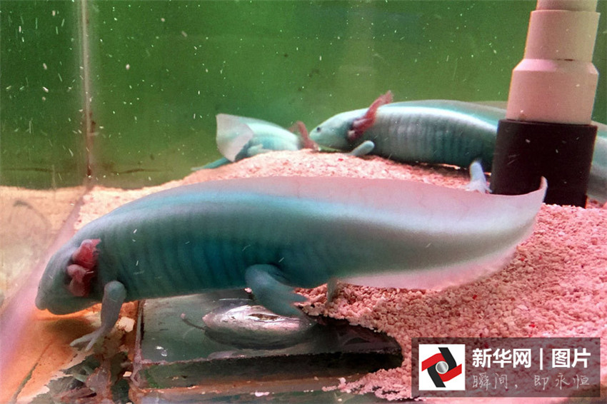 „Dinosaurier-Fische“ in Hubei