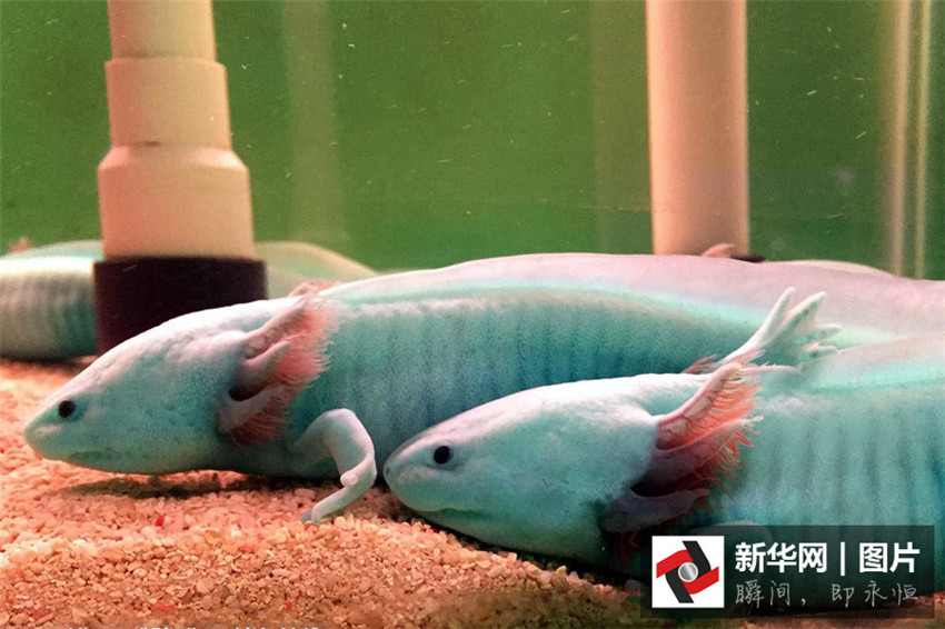 „Dinosaurier-Fische“ in Hubei