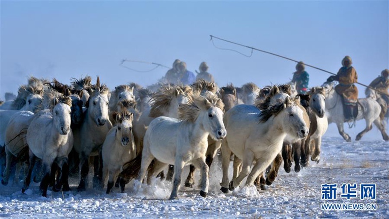 Pferderennen auf Schnee und Eis