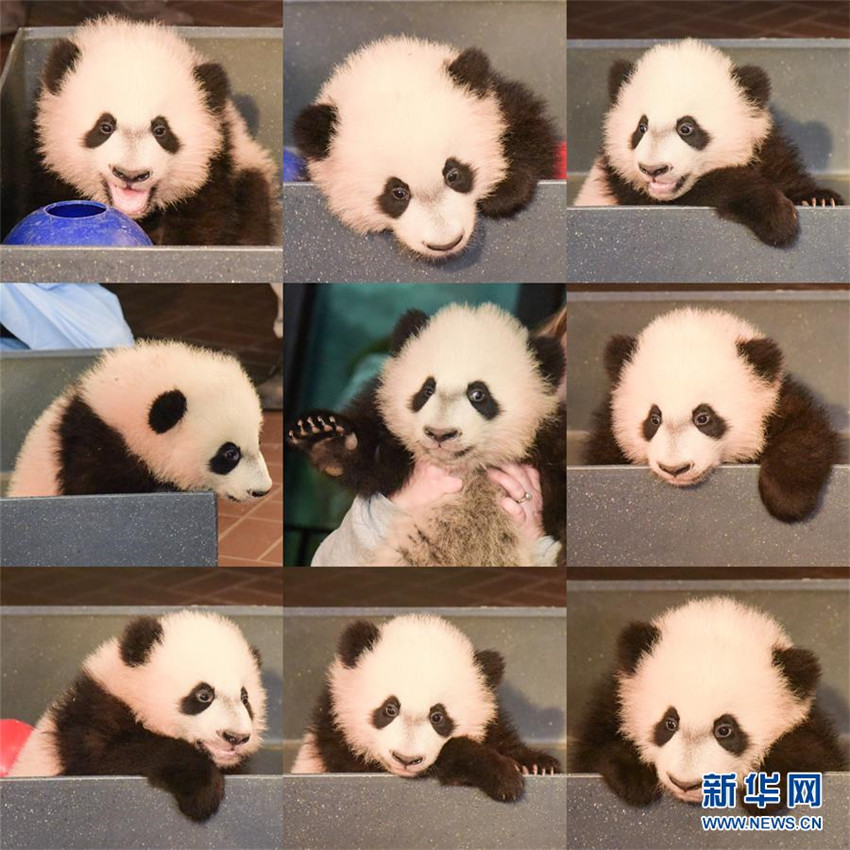 Panda-Baby in Washington beim Gesundheitscheck