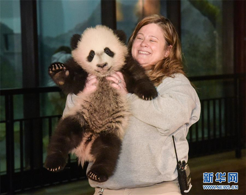 Panda-Baby in Washington beim Gesundheitscheck