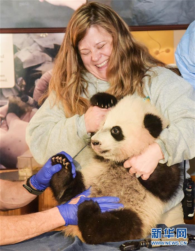 Panda-Baby in Washington beim Gesundheitscheck