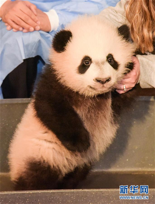 Panda-Baby in Washington beim Gesundheitscheck