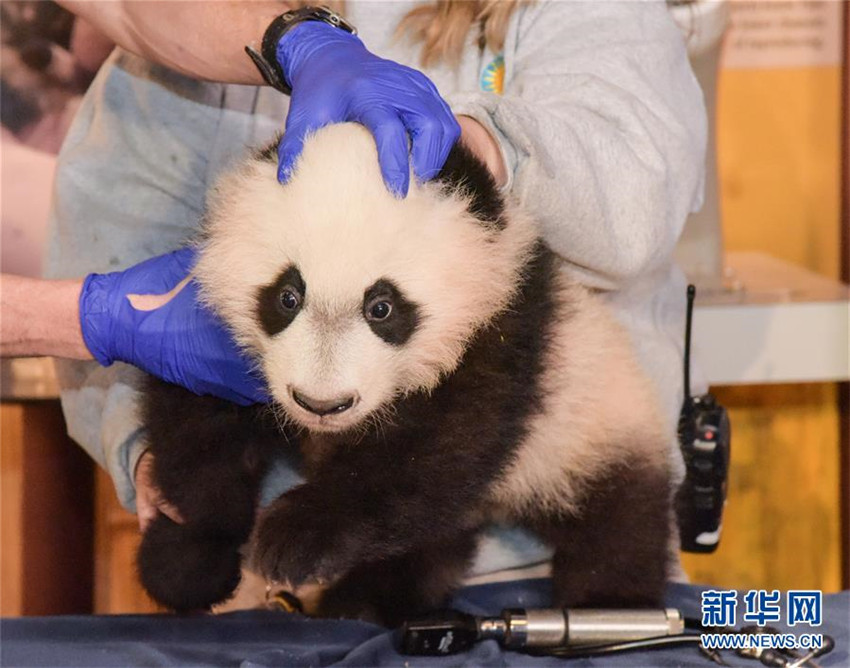 Panda-Baby in Washington beim Gesundheitscheck