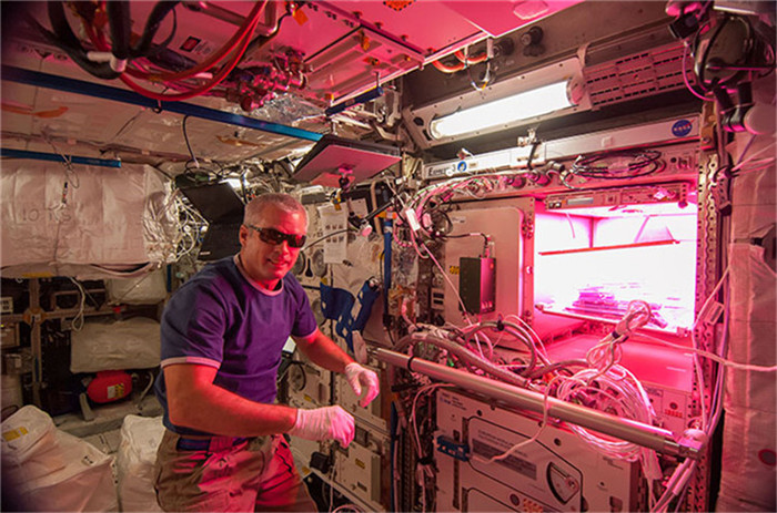 Essbare Zinnie in der NASA-Raumstation erblüht