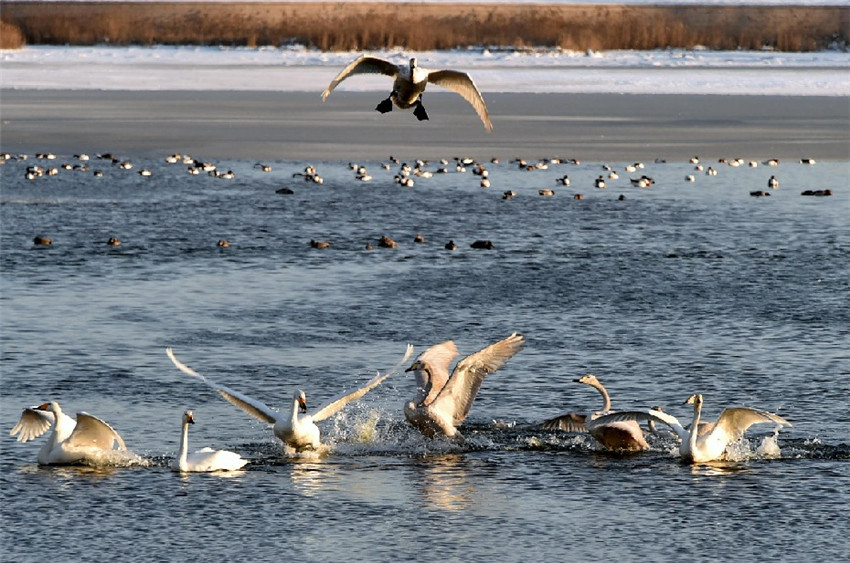 Rongcheng: Winterparadies für Singschwäne