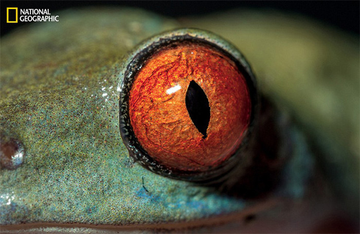 Tieraugen als Spiegel der Naturvielfalt