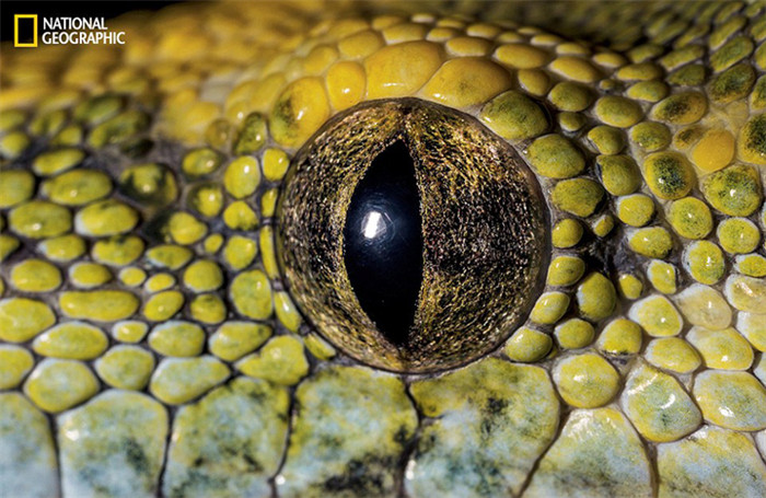 Tieraugen als Spiegel der Naturvielfalt