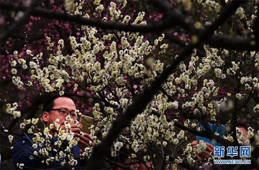 Pflaumenblüte in Wuhan