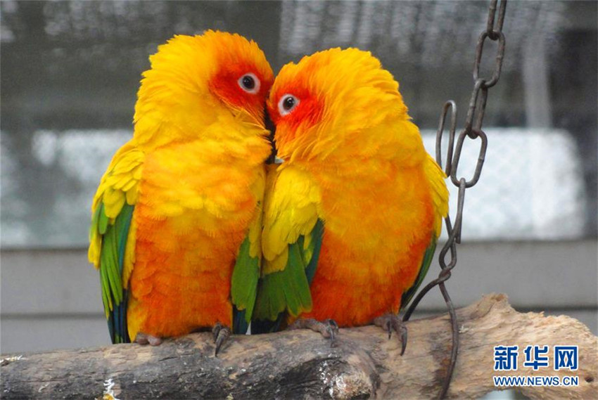 Bunte Papageien zeigen ihre Liebe am Valentinstag