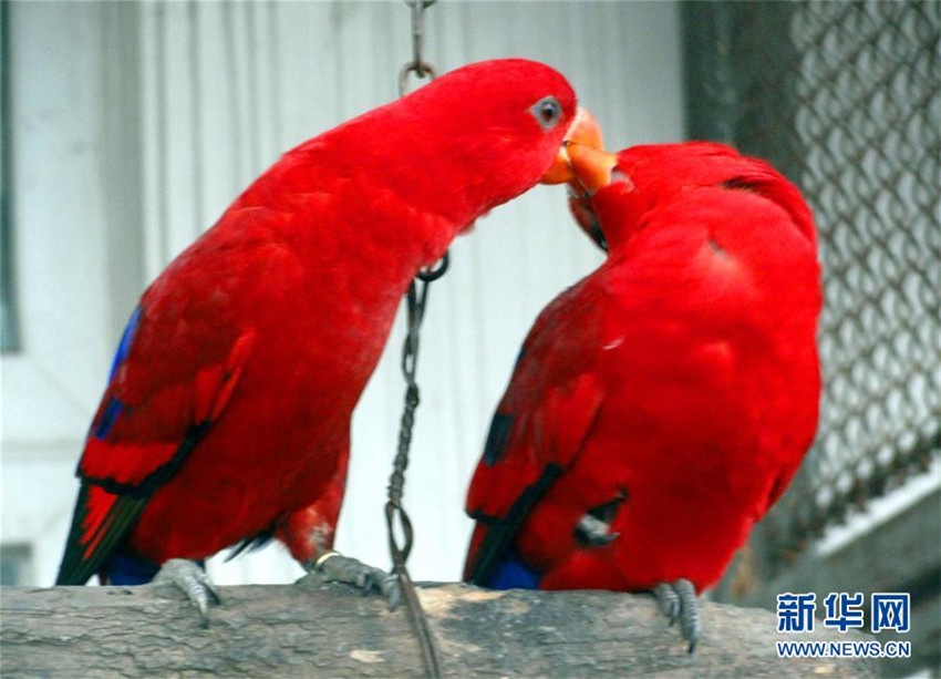 Bunte Papageien zeigen ihre Liebe am Valentinstag
