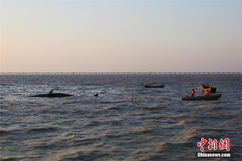 Riesige Wale in Ostchina gestrandet