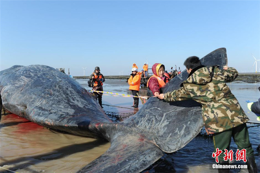Riesige Wale in Ostchina gestrandet